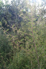 Aeschynomene americana