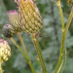 Pseudotorymus sapphyrinus