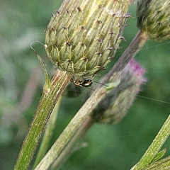 Pseudotorymus sapphyrinus