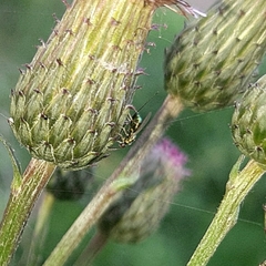 Pseudotorymus sapphyrinus