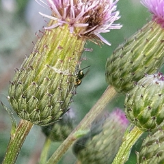 Pseudotorymus sapphyrinus