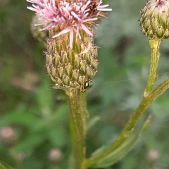 Pseudotorymus sapphyrinus