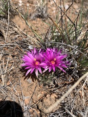 Mammillaria wrightii wrightii