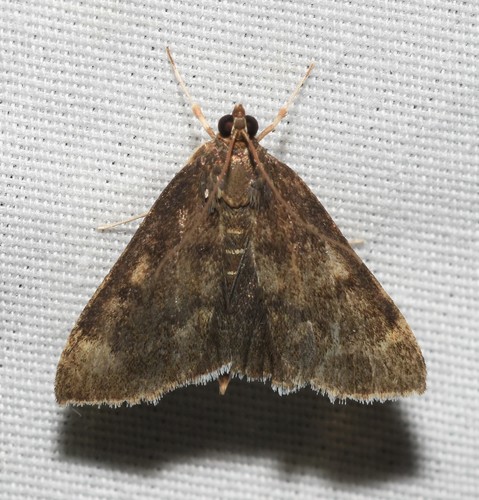 White-fringed Pyrausta Moth photo 5