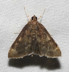 Pyrausta niveicilialis