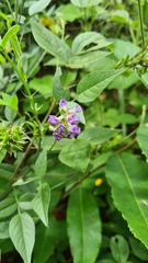 Orbexilum melanocarpum