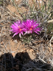 Mammillaria wrightii wrightii