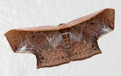 Tessarotis rubrata