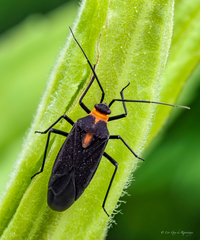 Prepops rubellicollis
