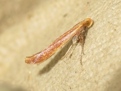 Caloptilia invariabilis