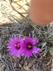 Mammillaria wrightii wrightii