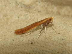 Caloptilia invariabilis