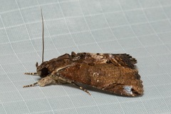 Ercheia cyllaria