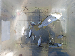 Leiostomus xanthurus