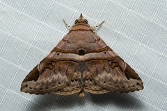 Dordura aliena