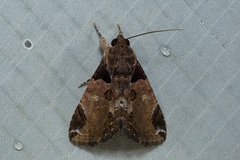 Ercheia cyllaria