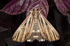 Ercheia multilinea