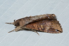 Ercheia cyllaria