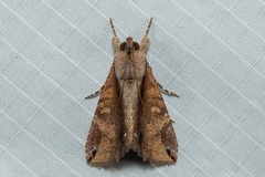 Ercheia cyllaria