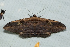 Anisoneura aluco