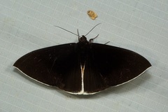 Lygniodes schoenbergi