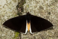 Lygniodes schoenbergi