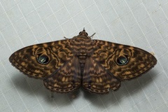 Speiredonia hogenesi