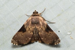 Eubryopterella triangulata