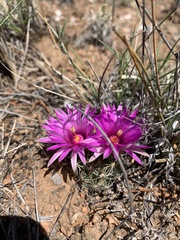 Mammillaria wrightii wrightii