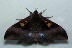 Ischyja hemiphaea