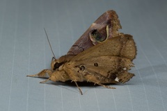 Ommatophora luminosa