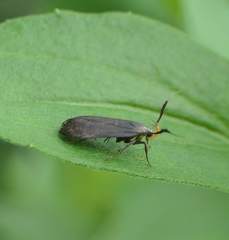 Dichomeris nonstrigella