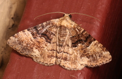Aporoctena scierodes