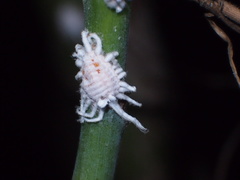Icerya aegyptiaca