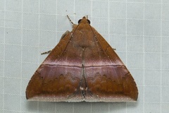 Parallelia calefaciens