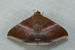 Parallelia calefaciens