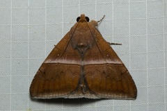 Parallelia calefaciens