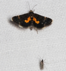Heliothela ophideresana