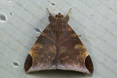 Pindara illibata