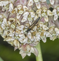 Strangalia acuminata