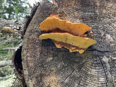 Laetiporus huroniensis