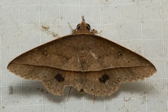 Tochara