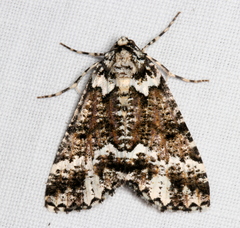 Lophosigna catasticta