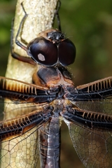 Tetracanthagyna plagiata