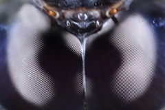 Tetracanthagyna plagiata