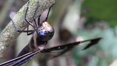 Tetracanthagyna plagiata