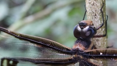 Tetracanthagyna plagiata