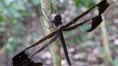 Tetracanthagyna plagiata