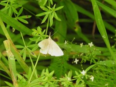 Phalaenostola metonalis