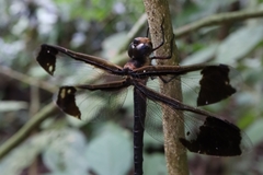 Tetracanthagyna plagiata